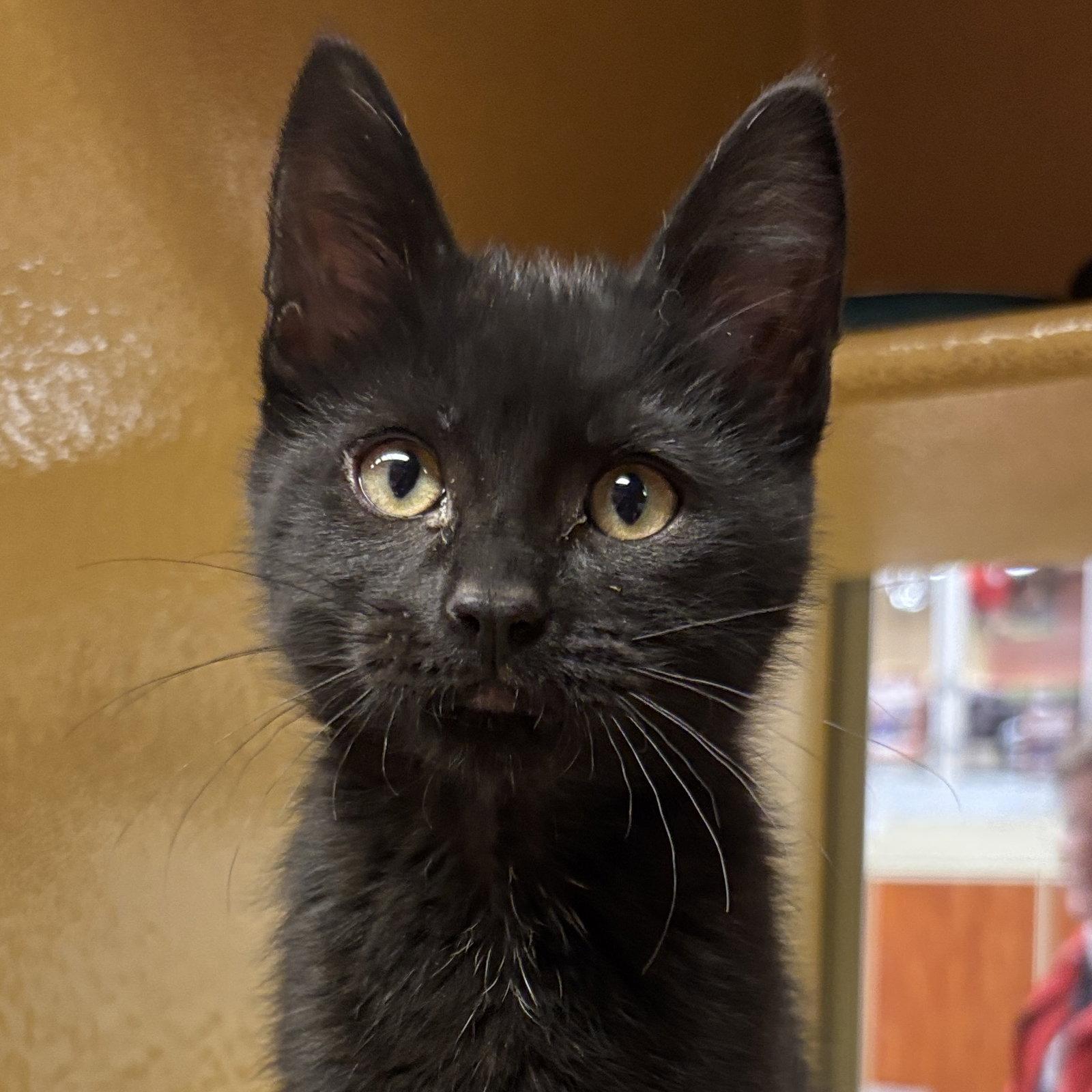 Choco, Adoptable, Kitten Female Domestic Short Hair.