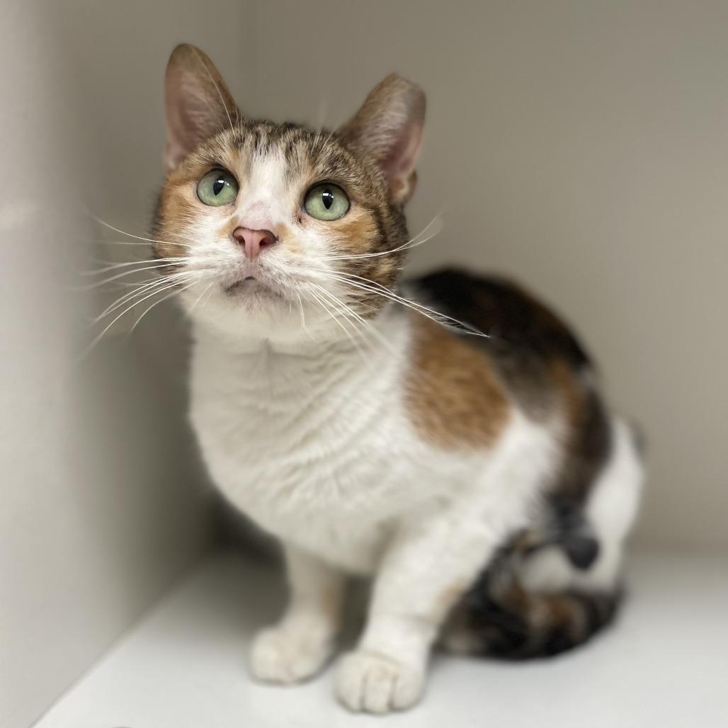 Enlarge Callie, a Adoptable Domestic Short Hair in Champaign, IL image 2/4
