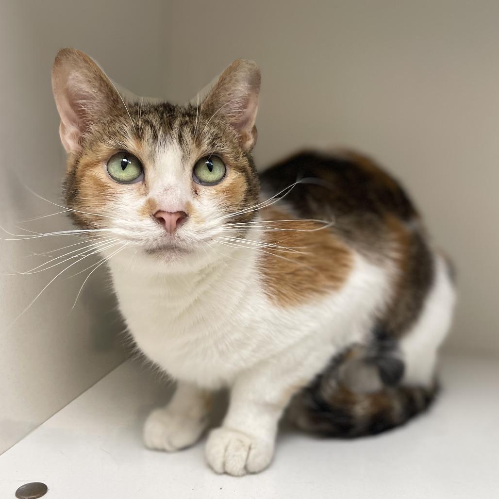 Enlarge Callie, a Adoptable Domestic Short Hair in Champaign, IL image 3/4