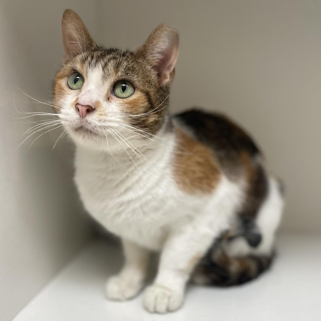 Enlarge Callie, a Adoptable Domestic Short Hair in Champaign, IL image 4/4