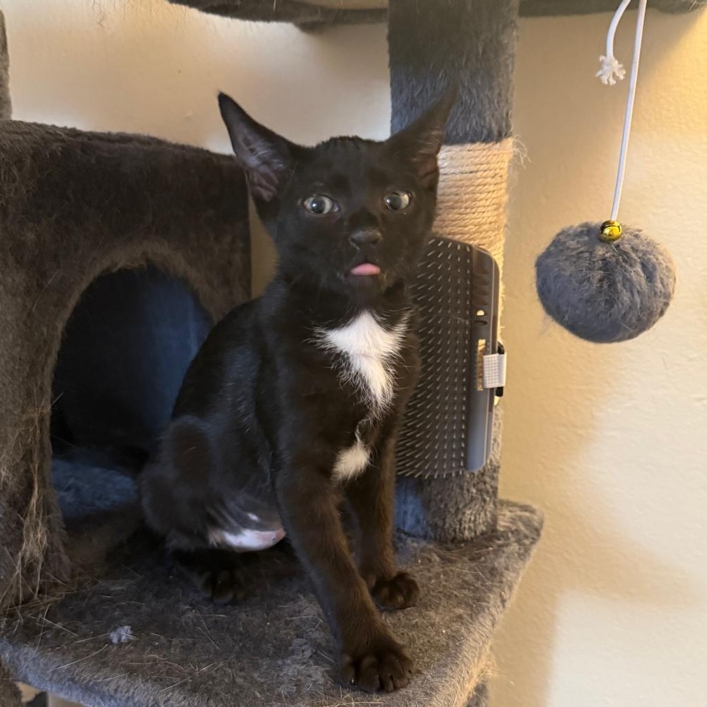 Minnie (bonded with Mickey), Adoptable, Young Female Domestic Short Hair.