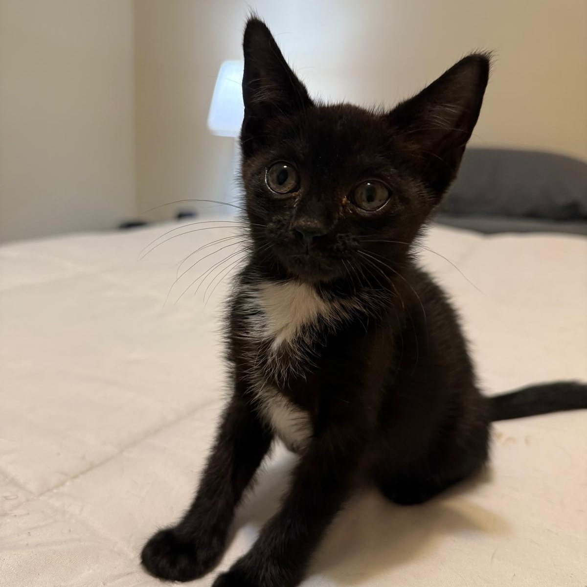 Enlarge Minnie (bonded with Mickey), a Adoptable Domestic Short Hair in Sharpsburg, GA image 6/6