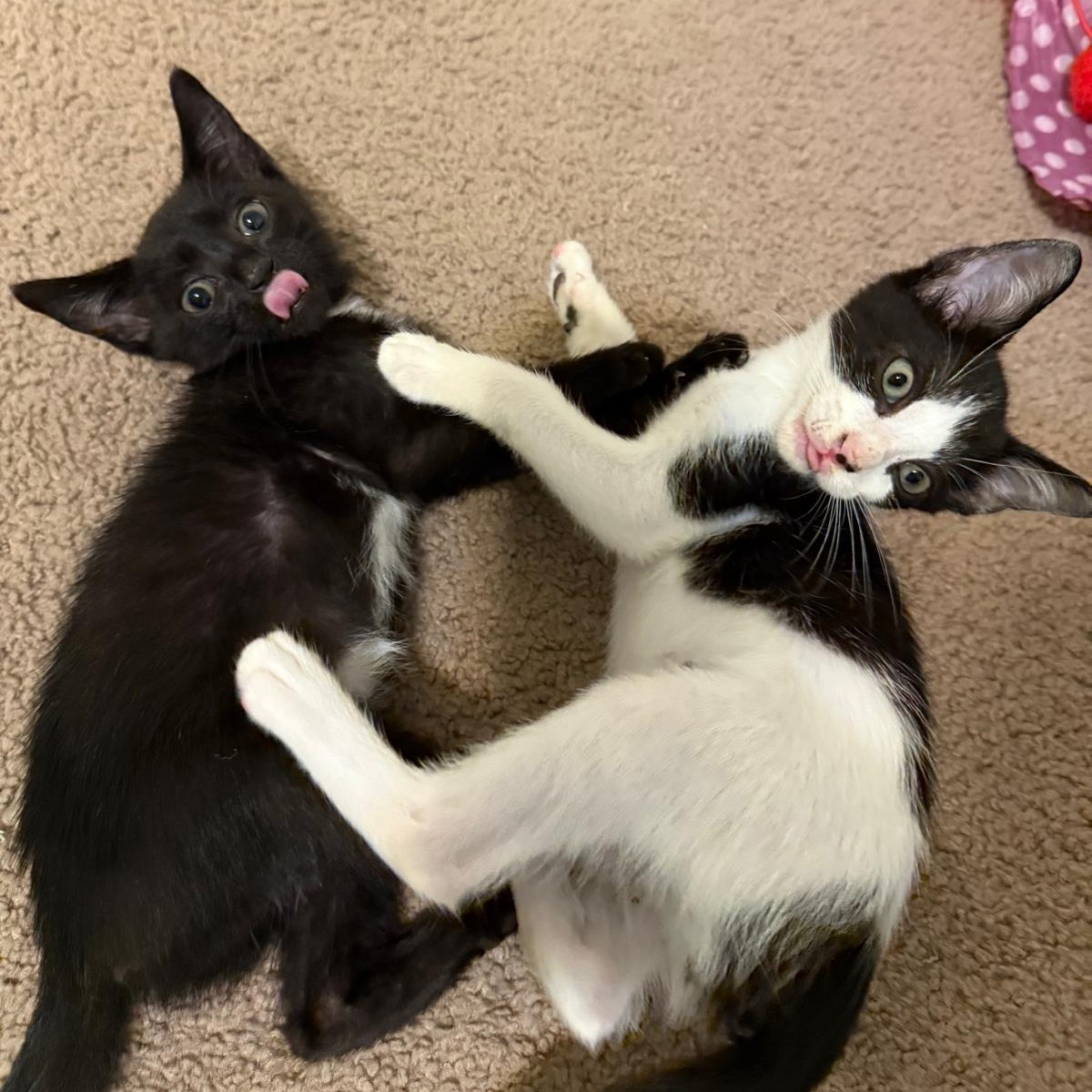 Enlarge Minnie (bonded with Mickey), a Adoptable Domestic Short Hair in Sharpsburg, GA image 4/6