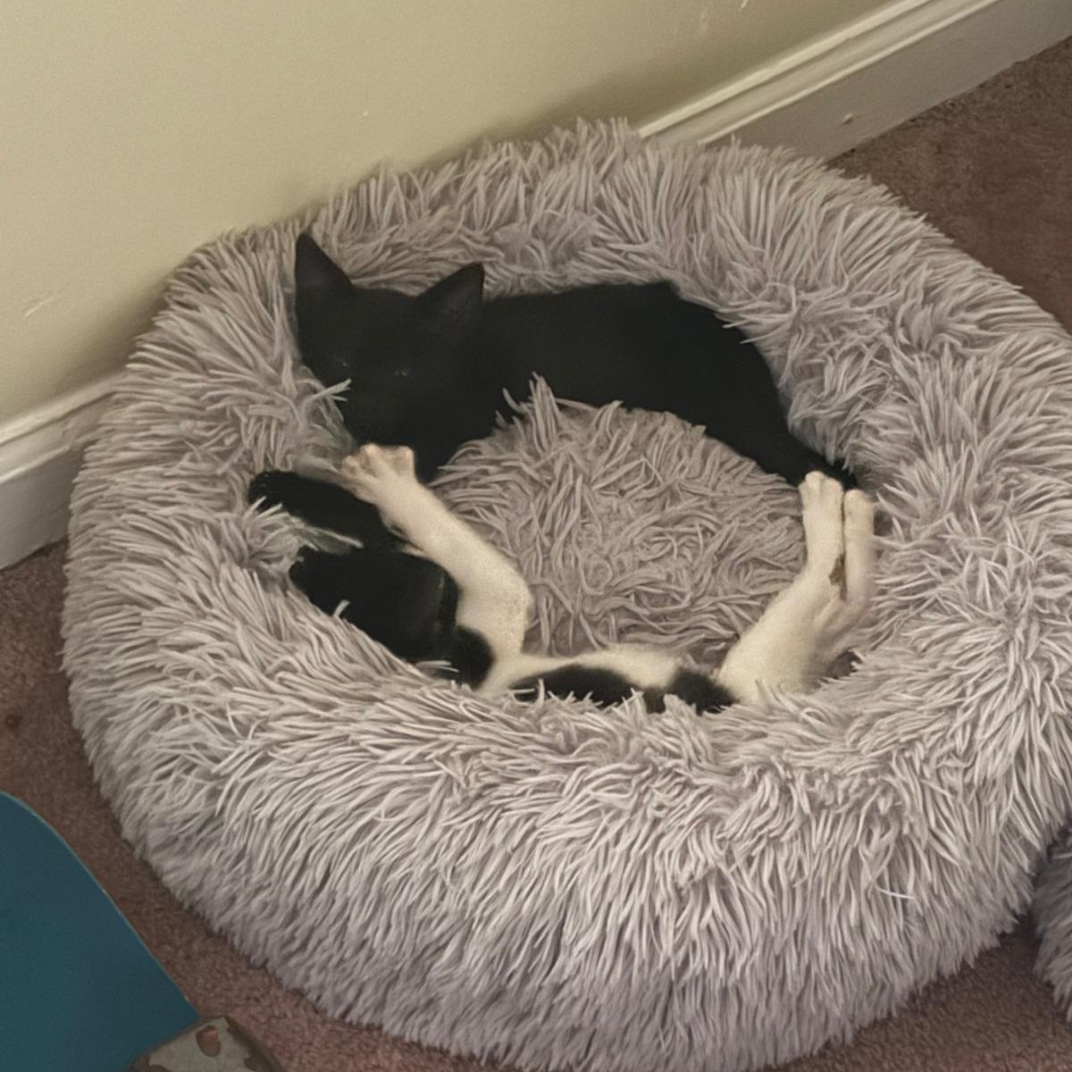 Enlarge Minnie (bonded with Mickey), a Adoptable Domestic Short Hair in Sharpsburg, GA image 5/6