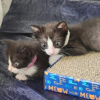 Meeko