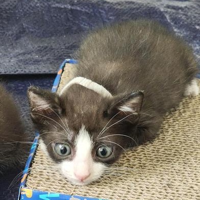Meeko