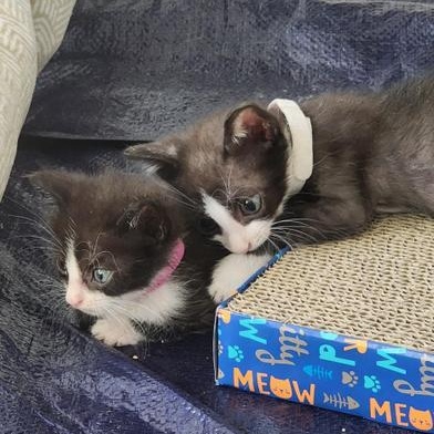 Meeko