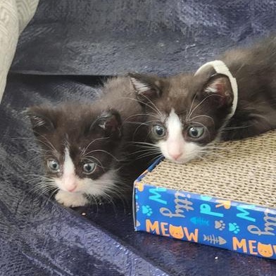 Meeko