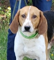 Enlarge VICTOR, a Adoptable Hound in Tappahannock, VA image 1/3