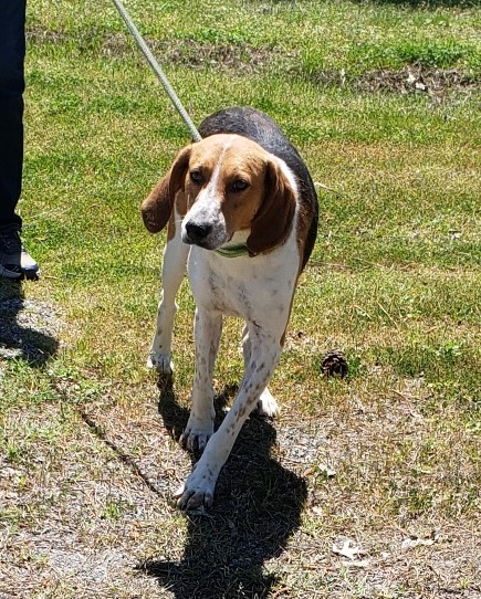 Enlarge VICTOR, a Adoptable Hound in Tappahannock, VA image 2/3