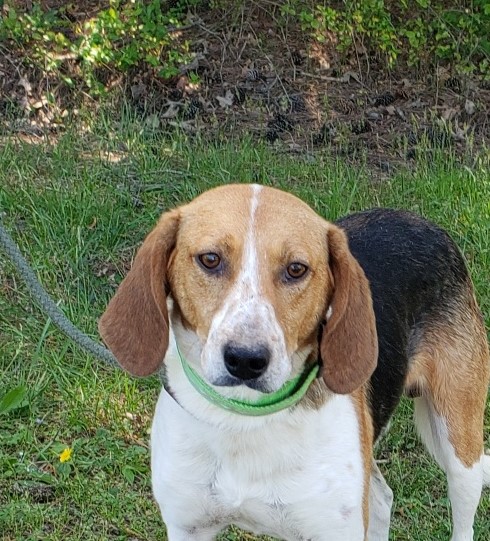 Enlarge VICTOR, a Adoptable Hound in Tappahannock, VA image 3/3