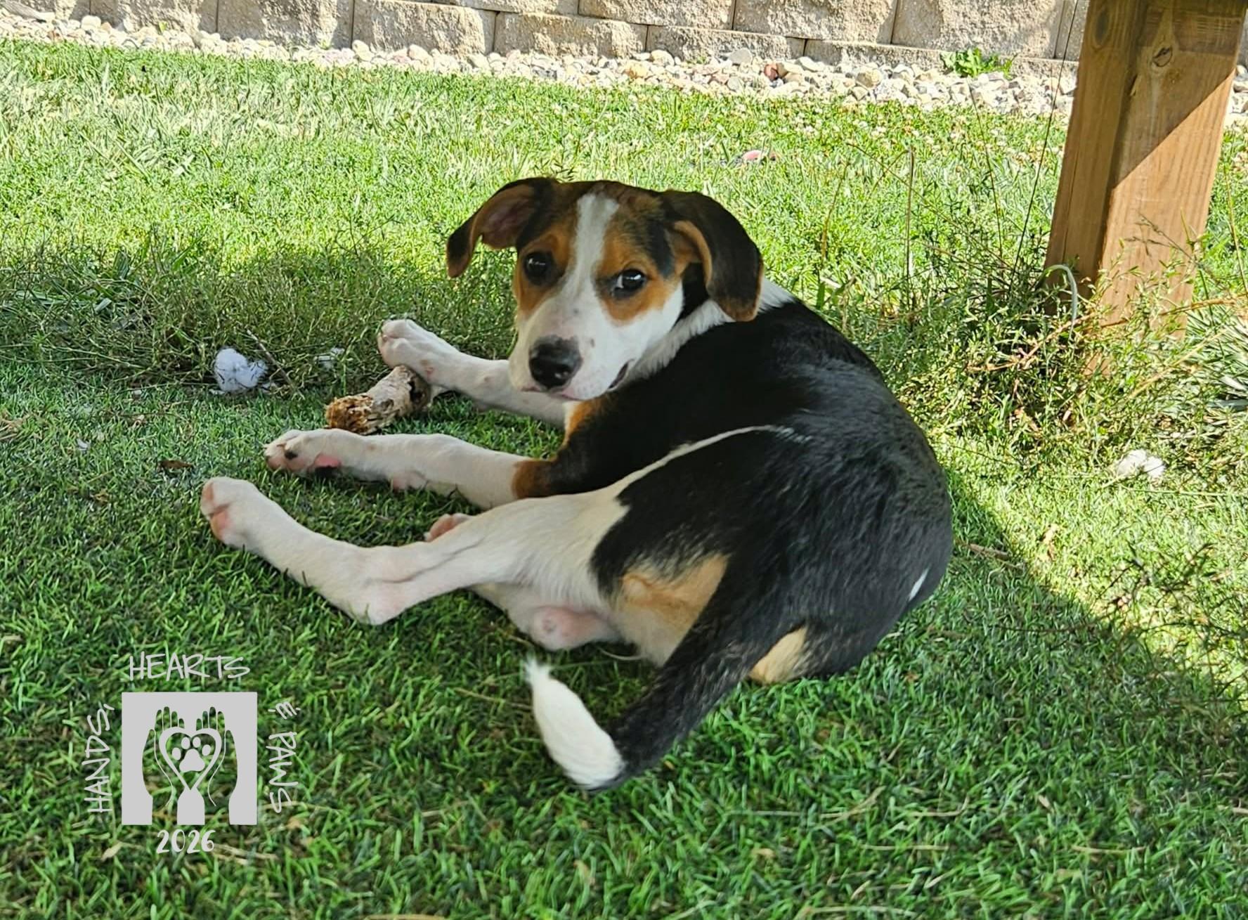 Bellflower, a Adoptable mixed breed in Omaha, NE image 6/6
