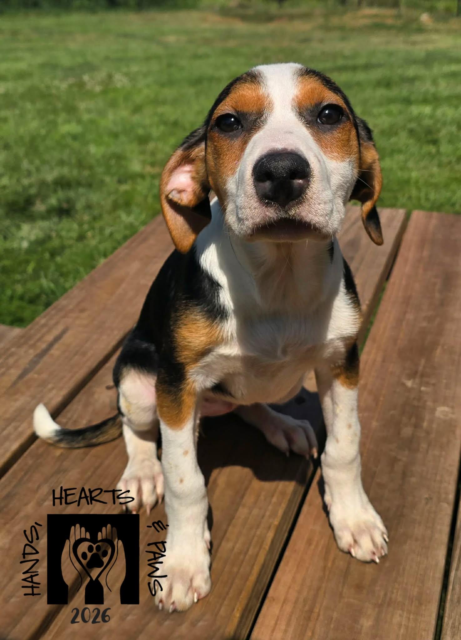 Bellflower, a Adoptable mixed breed in Omaha, NE image 2/6
