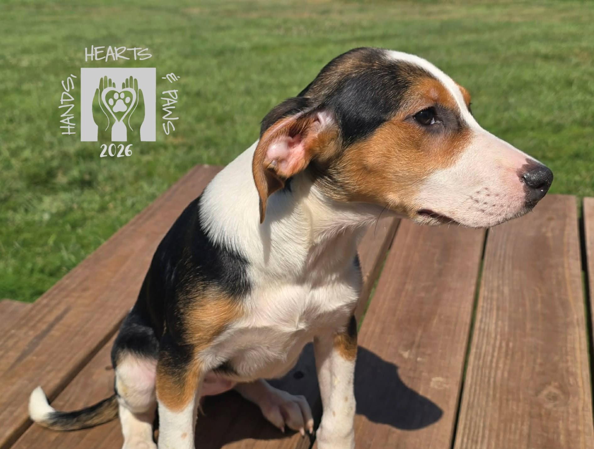 Bellflower, a Adoptable mixed breed in Omaha, NE image 3/6