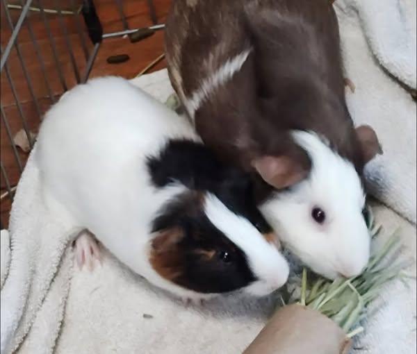Caeser and Pinecone, Adoptable, Young Male Guinea Pig.