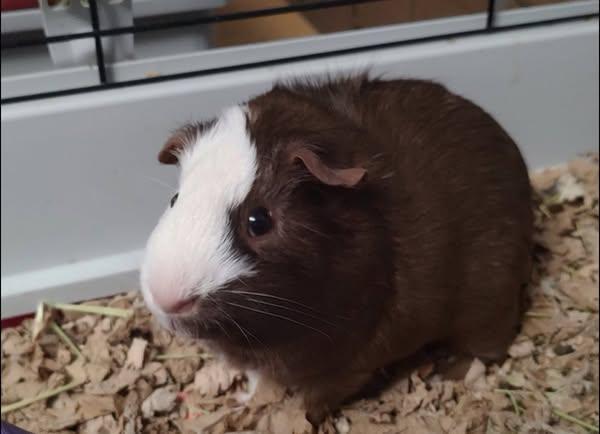 Enlarge Caeser and Pinecone, a Adoptable Guinea Pig in Amherst, NY image 2/3