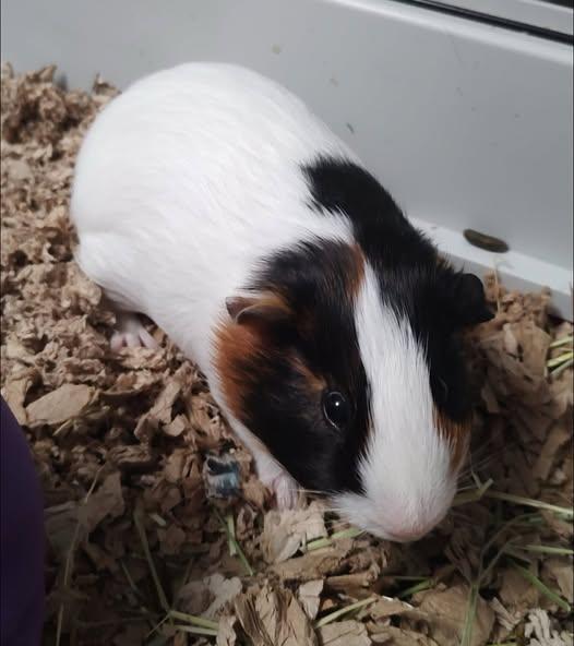 Enlarge Caeser and Pinecone, a Adoptable Guinea Pig in Amherst, NY image 3/3