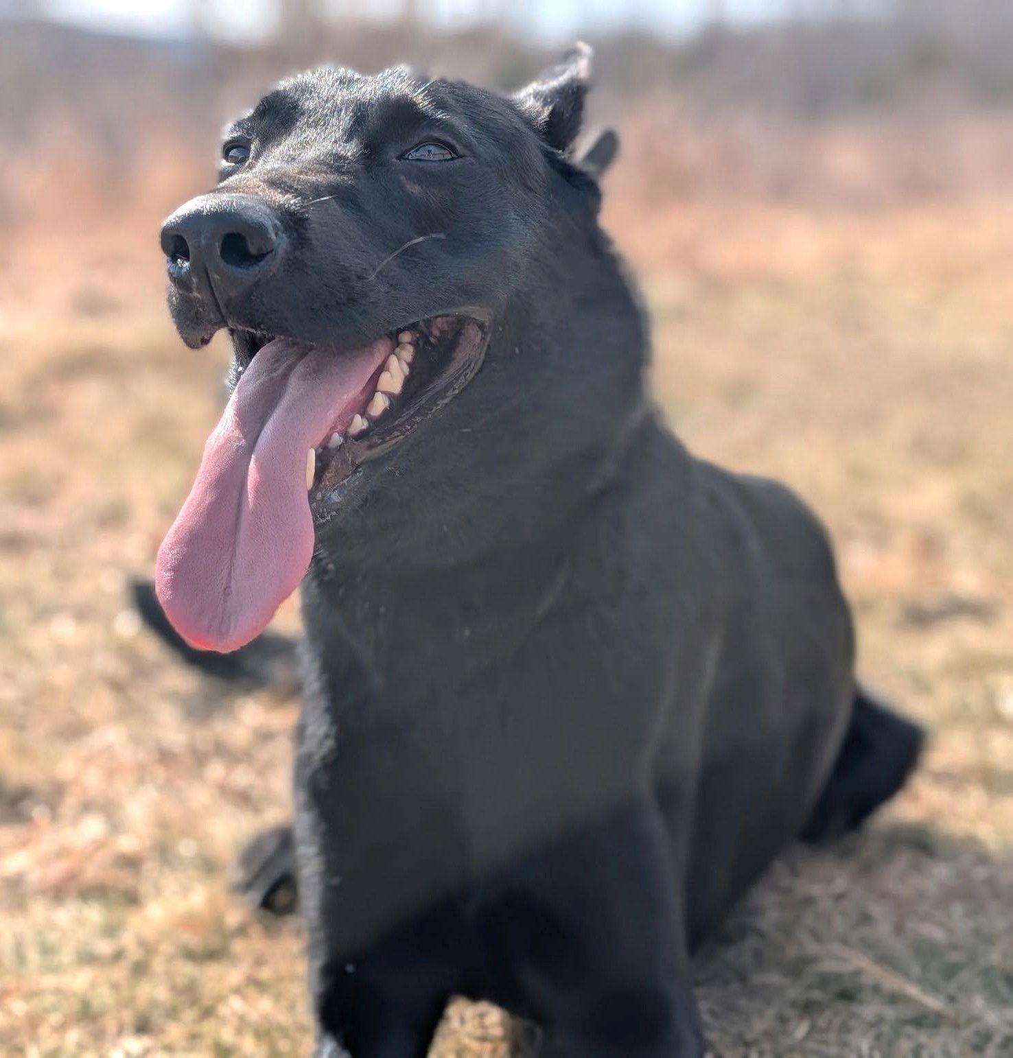 Enlarge Jax NJ, a Adoptable Belgian Shepherd / Malinois in Boonton, NJ image 1/3