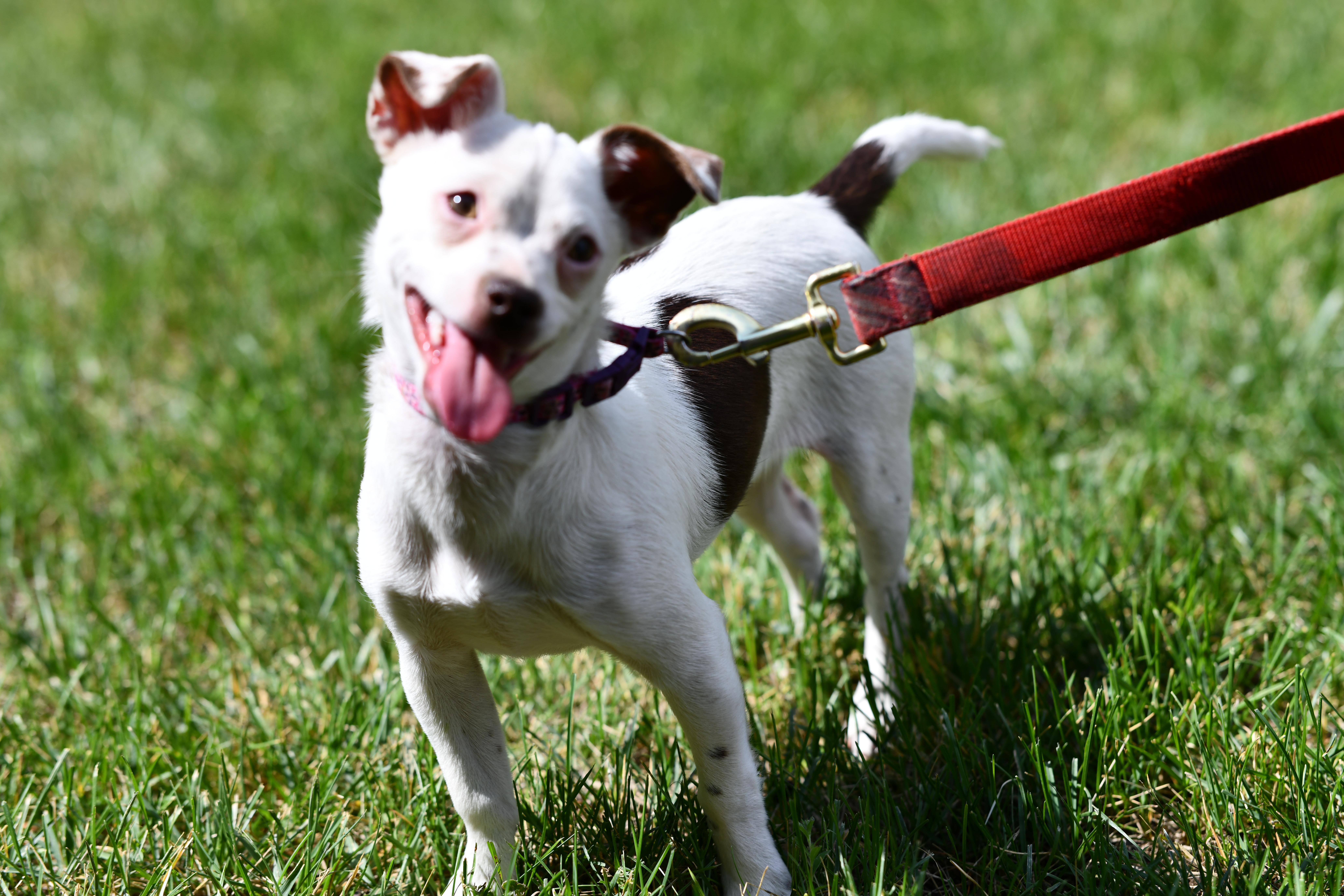 Gwen, a ADOPTABLE mixed breed in Union Gap, WA image 1/6