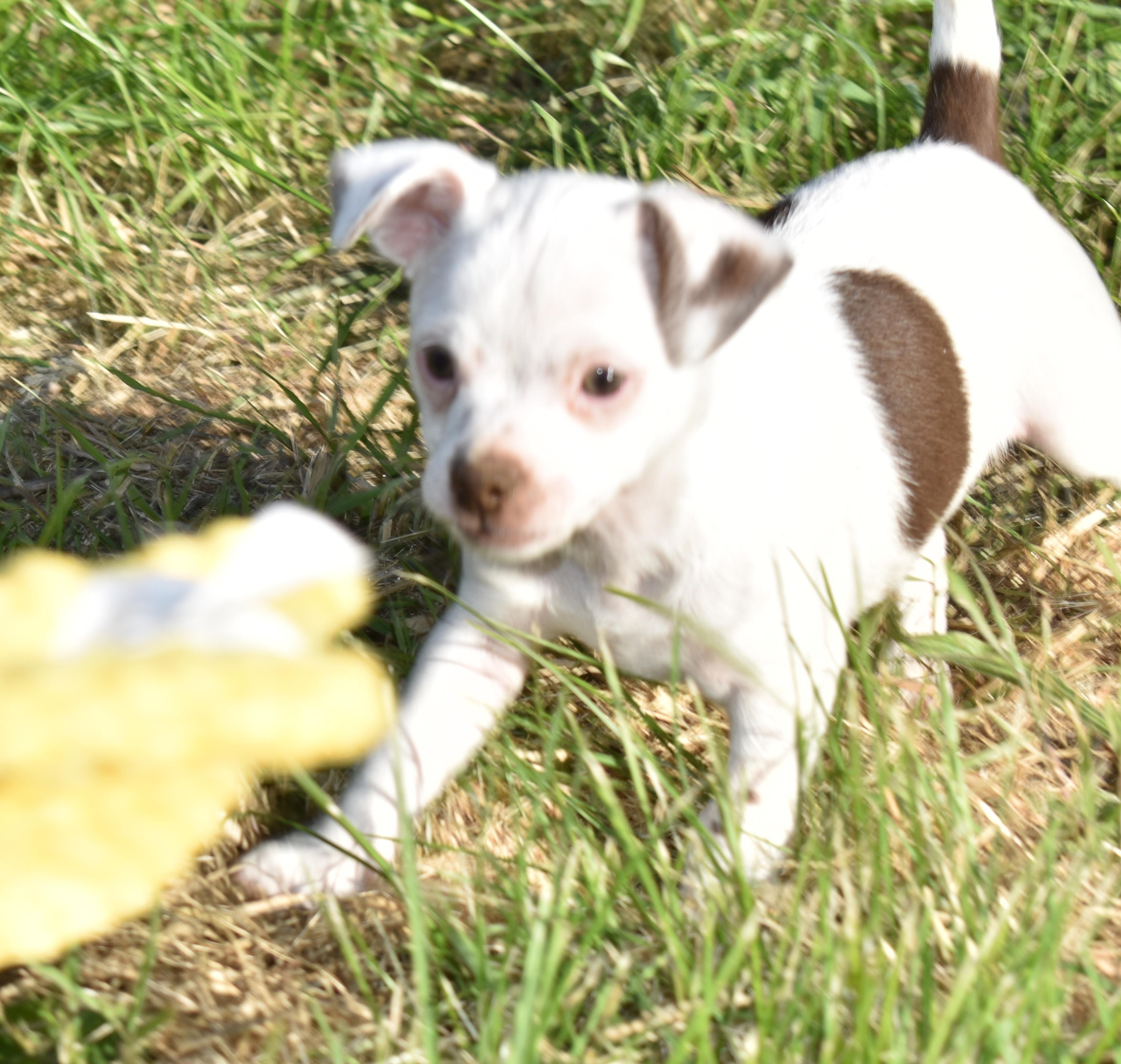 Gwen, a ADOPTABLE mixed breed in Union Gap, WA image 5/6