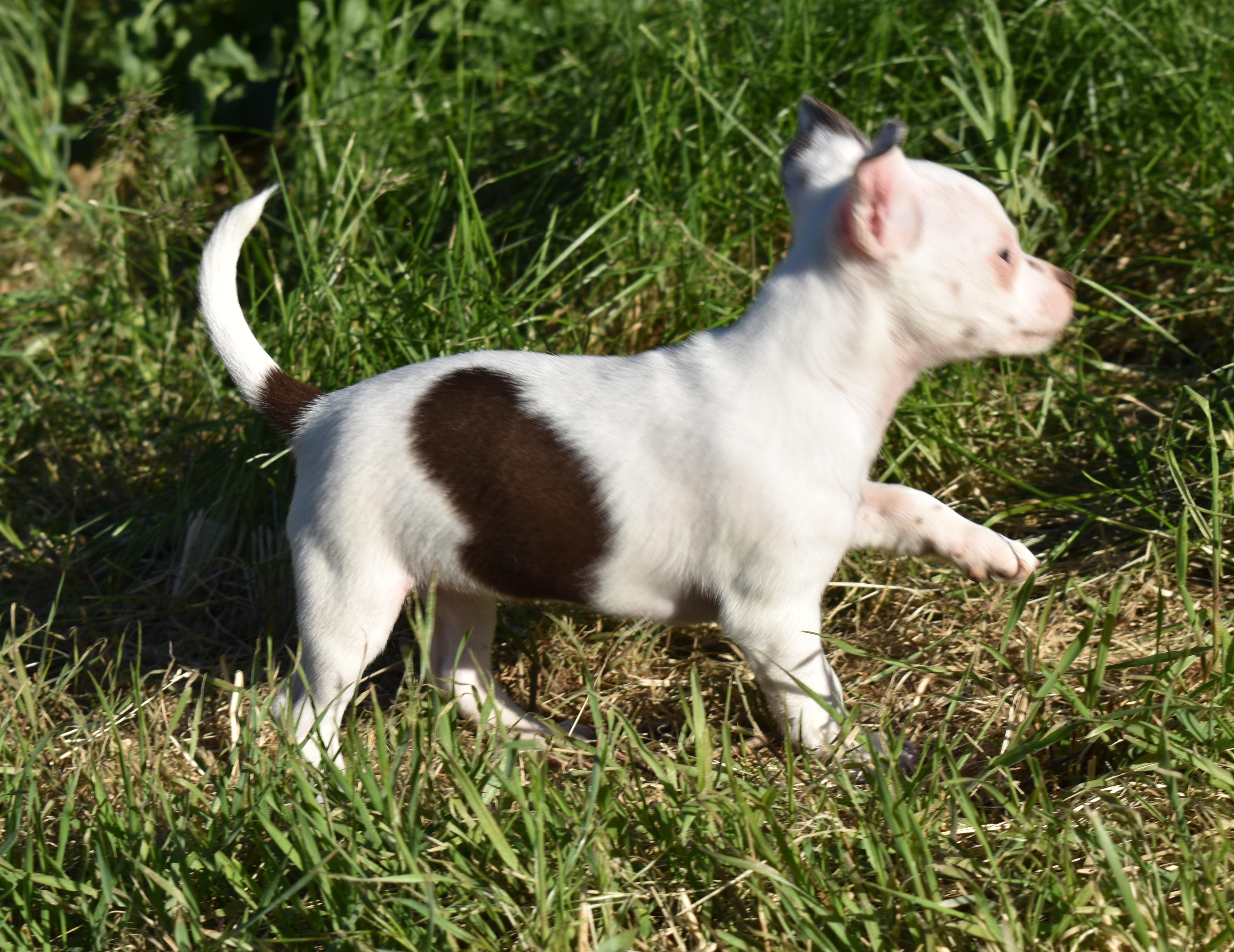 Gwen, a ADOPTABLE mixed breed in Union Gap, WA image 4/6