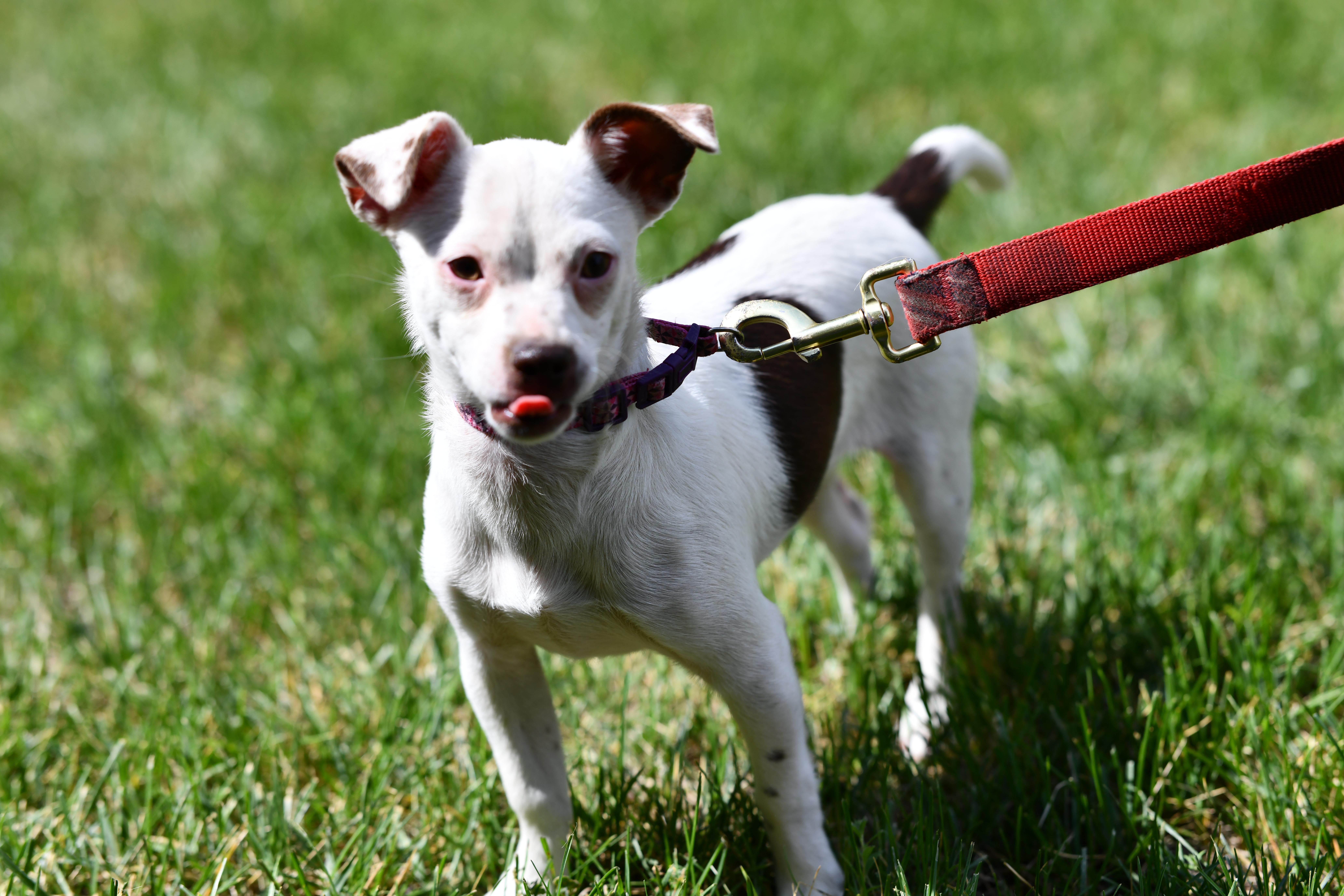 Gwen, a ADOPTABLE mixed breed in Union Gap, WA image 2/6