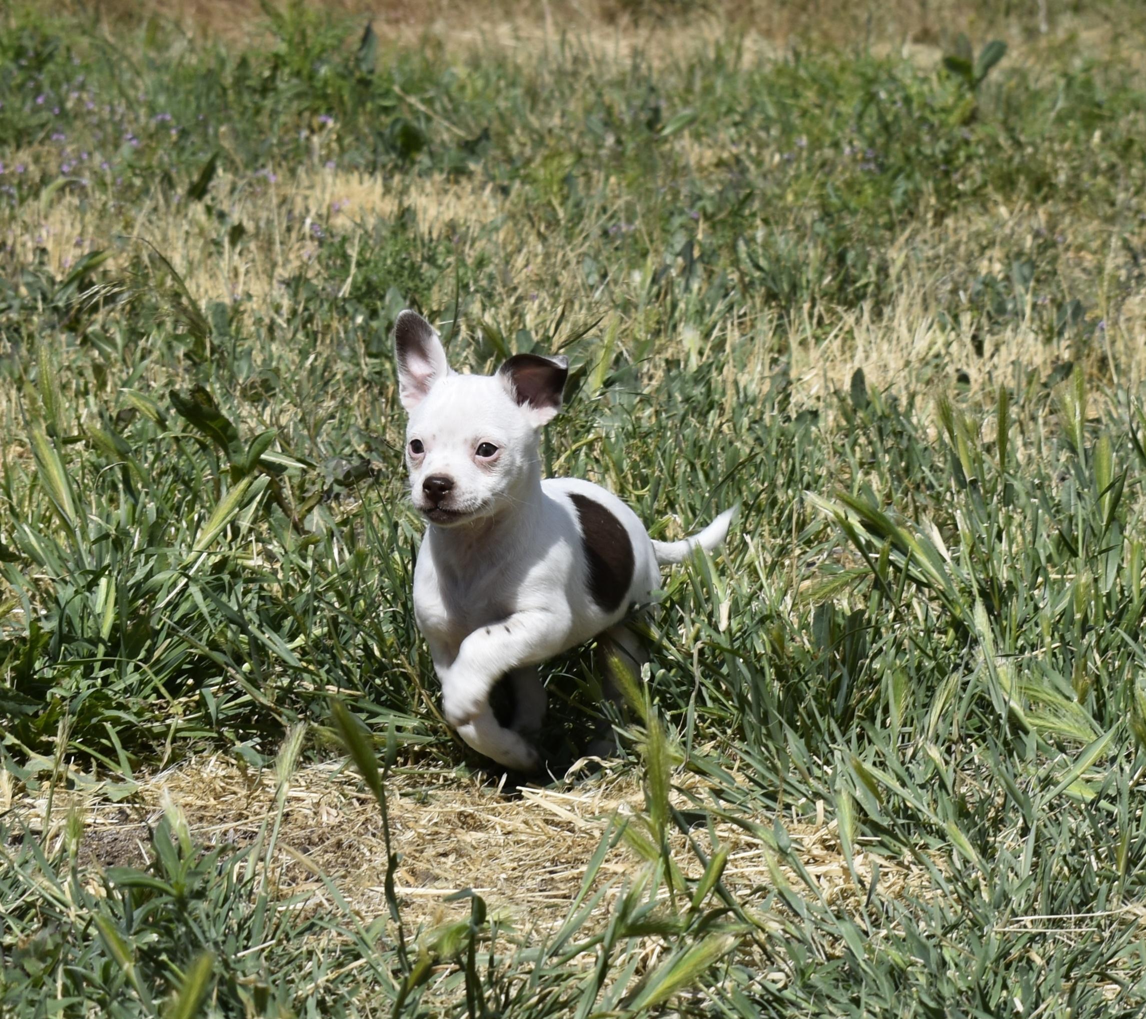 Gwen, ADOPTABLE, Puppy Female Chihuahua.