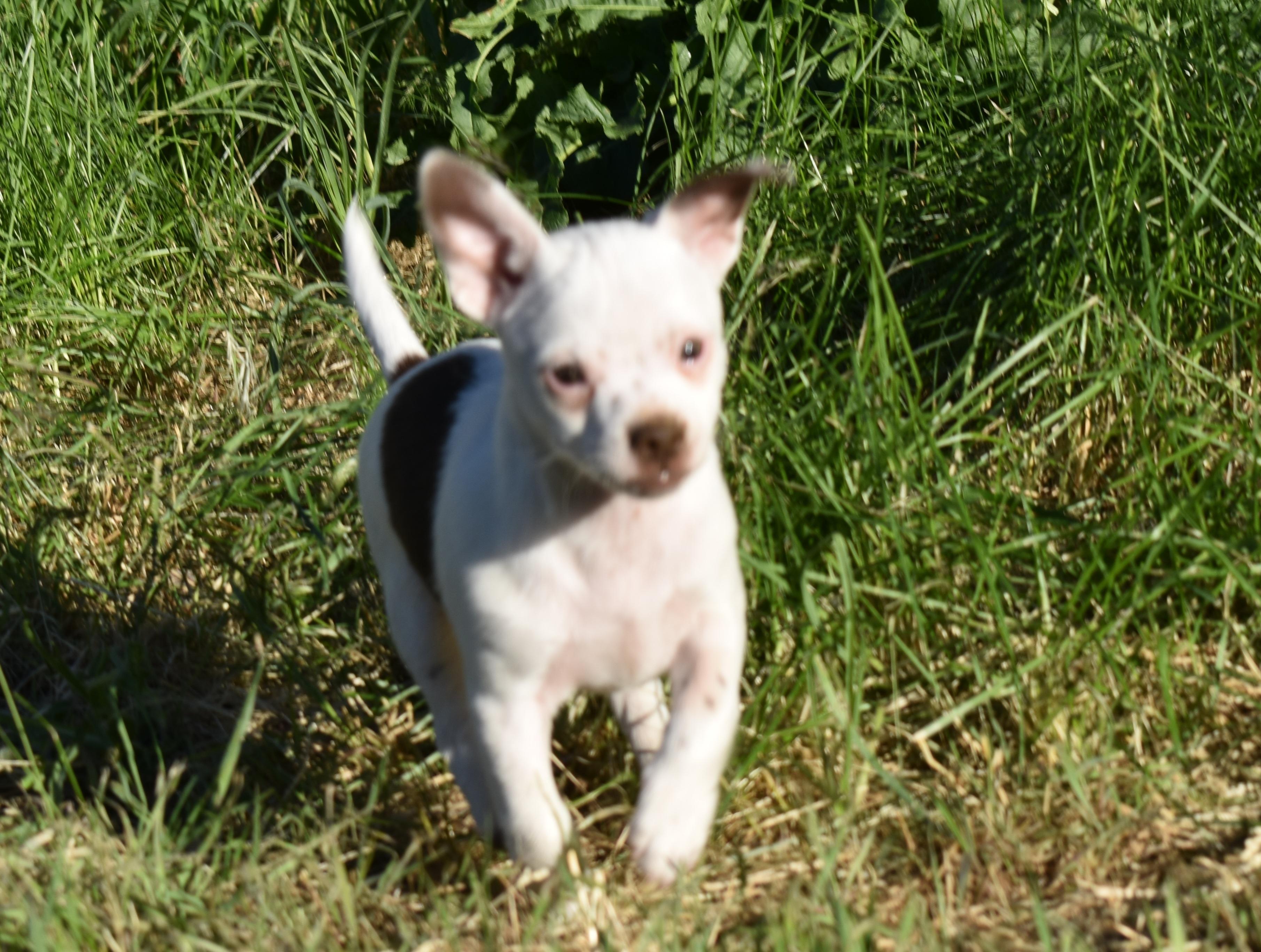 Gwen, a ADOPTABLE mixed breed in Union Gap, WA image 3/6