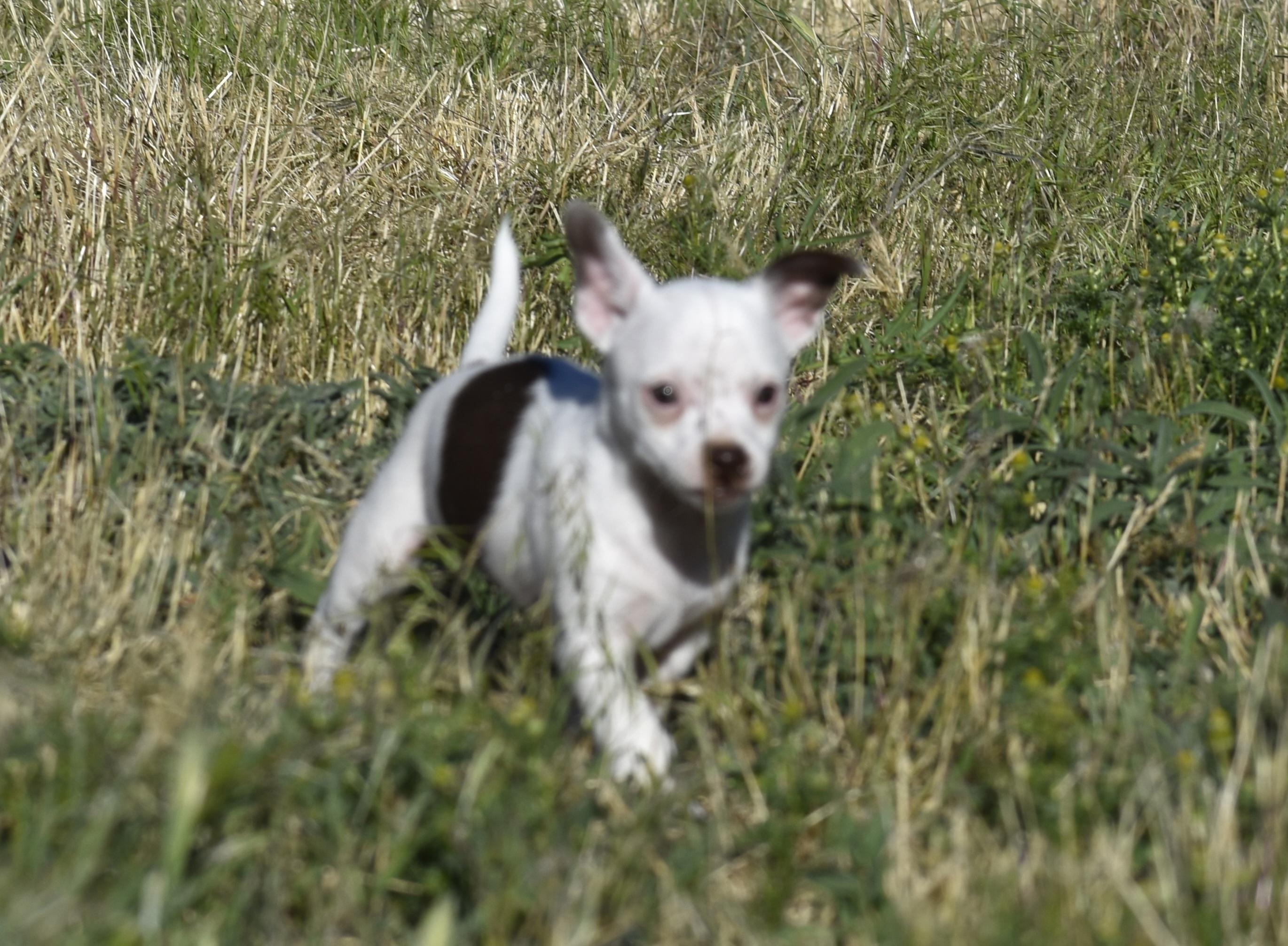 Gwen, a ADOPTABLE mixed breed in Union Gap, WA image 2/6