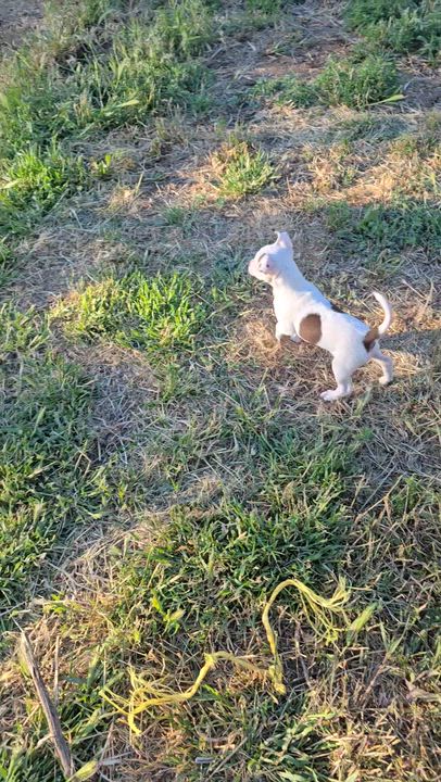 Enlarge Gwen, a ADOPTABLE mixed breed in Union Gap, WA video 6/6