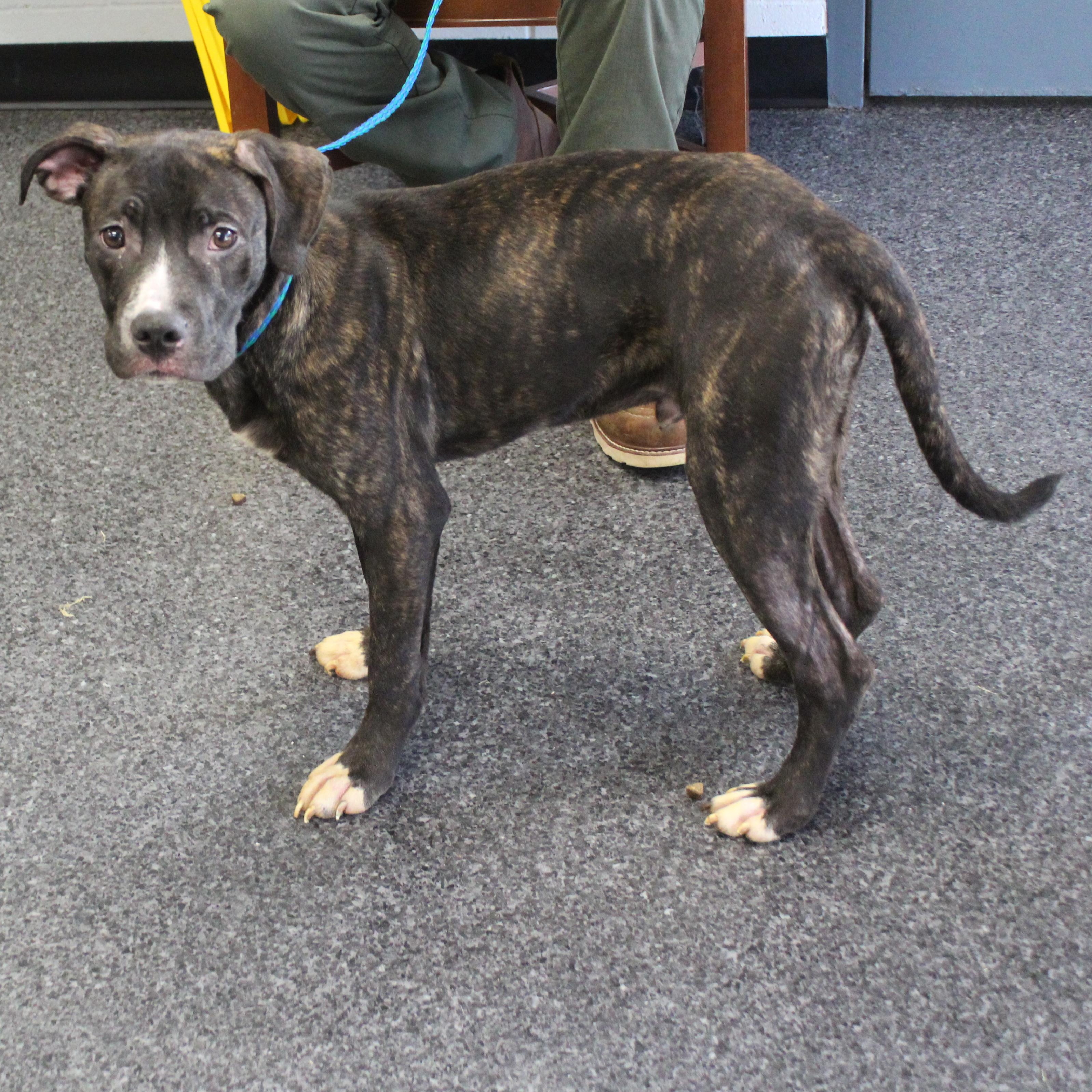 McKee (12369), Adoptable, Young Male Pit Bull Terrier.