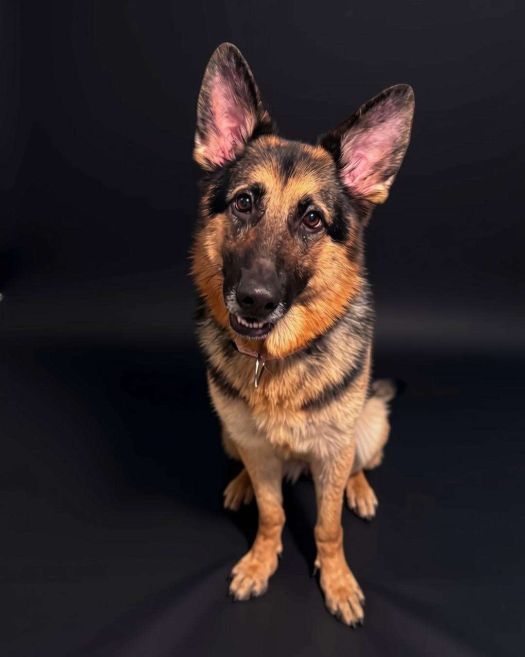 Enlarge BEE, a Adopted German Shepherd Dog in Media, PA image 1/3