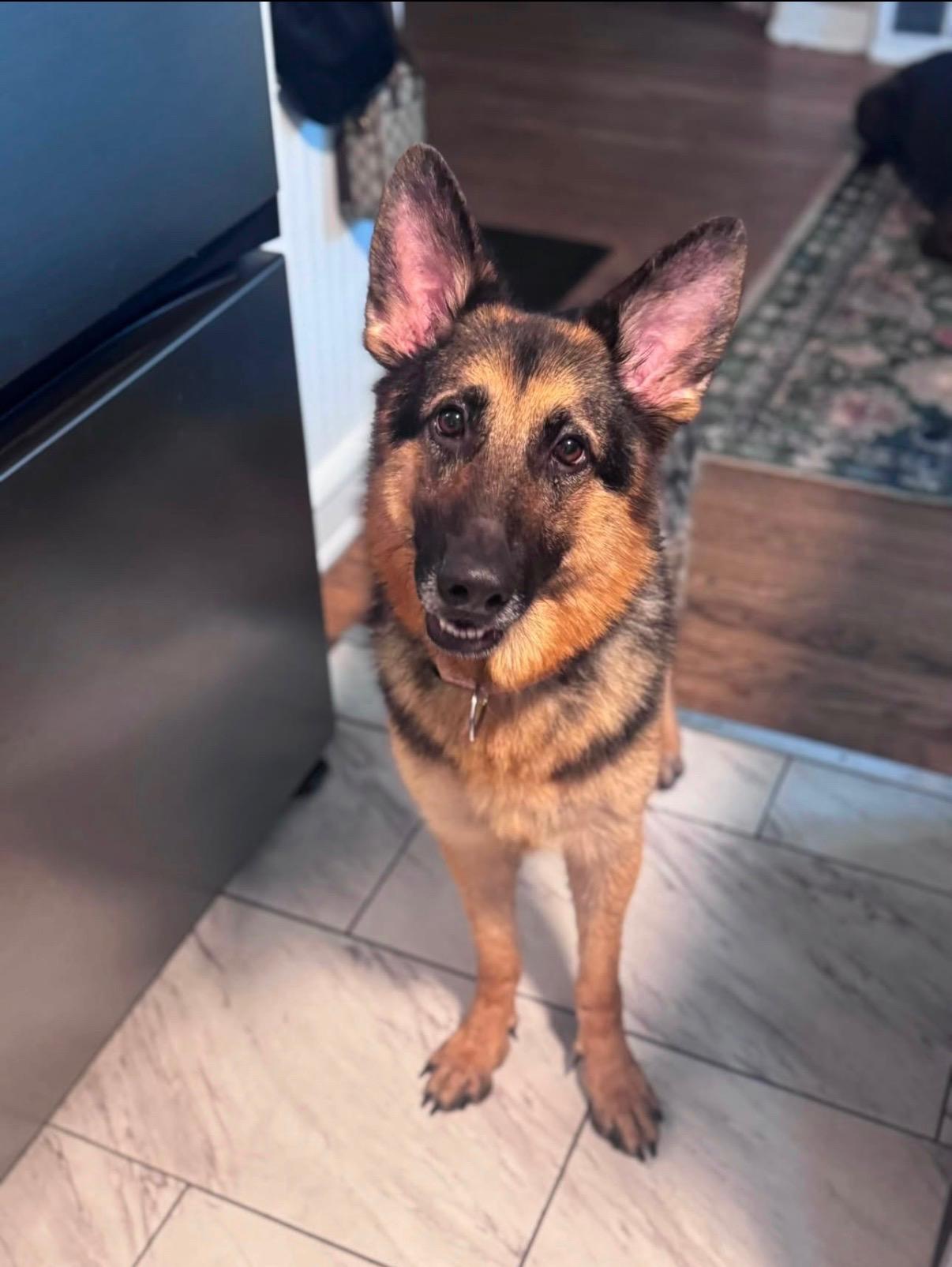 Enlarge BEE, a Adopted German Shepherd Dog in Media, PA image 2/3
