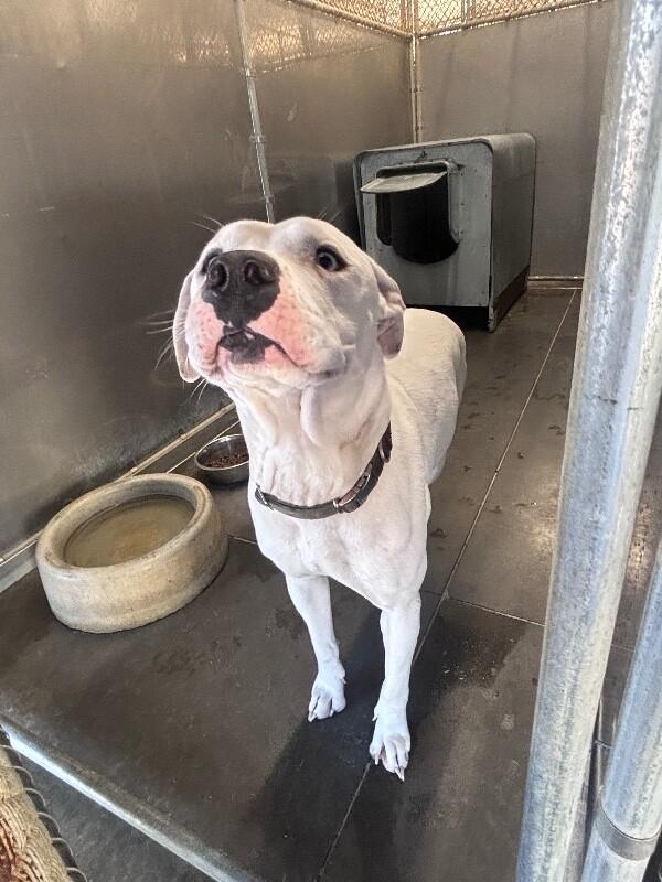 Yeti, Adoptable, Adult Male Pit Bull Terrier.