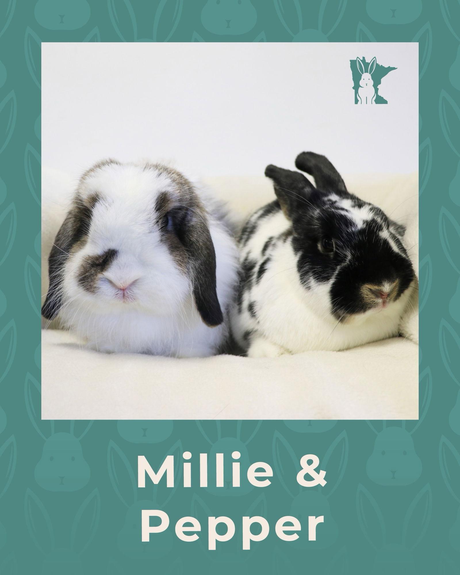 Pepper, Adoptable, Young Female English Spot.