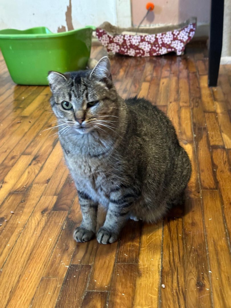 Enlarge Sophia, a Adoptable mixed breed in Howell, MI image 1/2