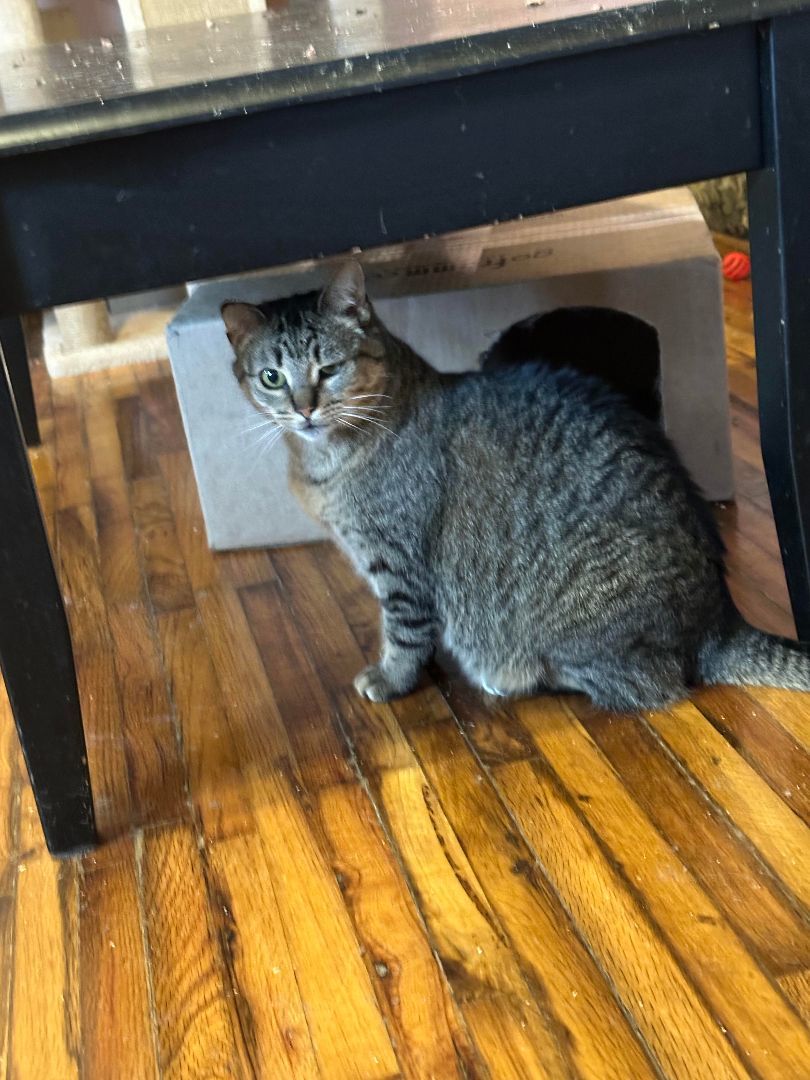 Enlarge Sophia, a Adoptable mixed breed in Howell, MI image 2/2