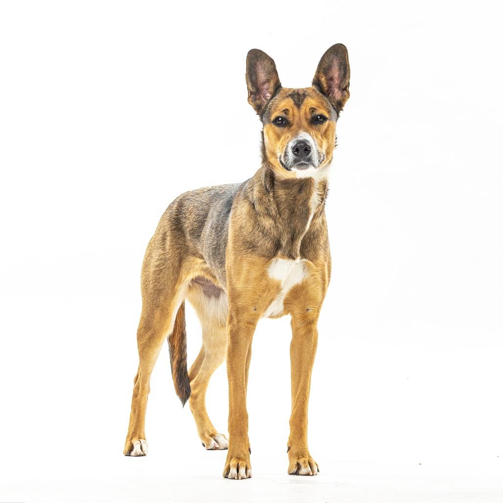 Zoii, Adoptable, Young Female Mixed Breed.