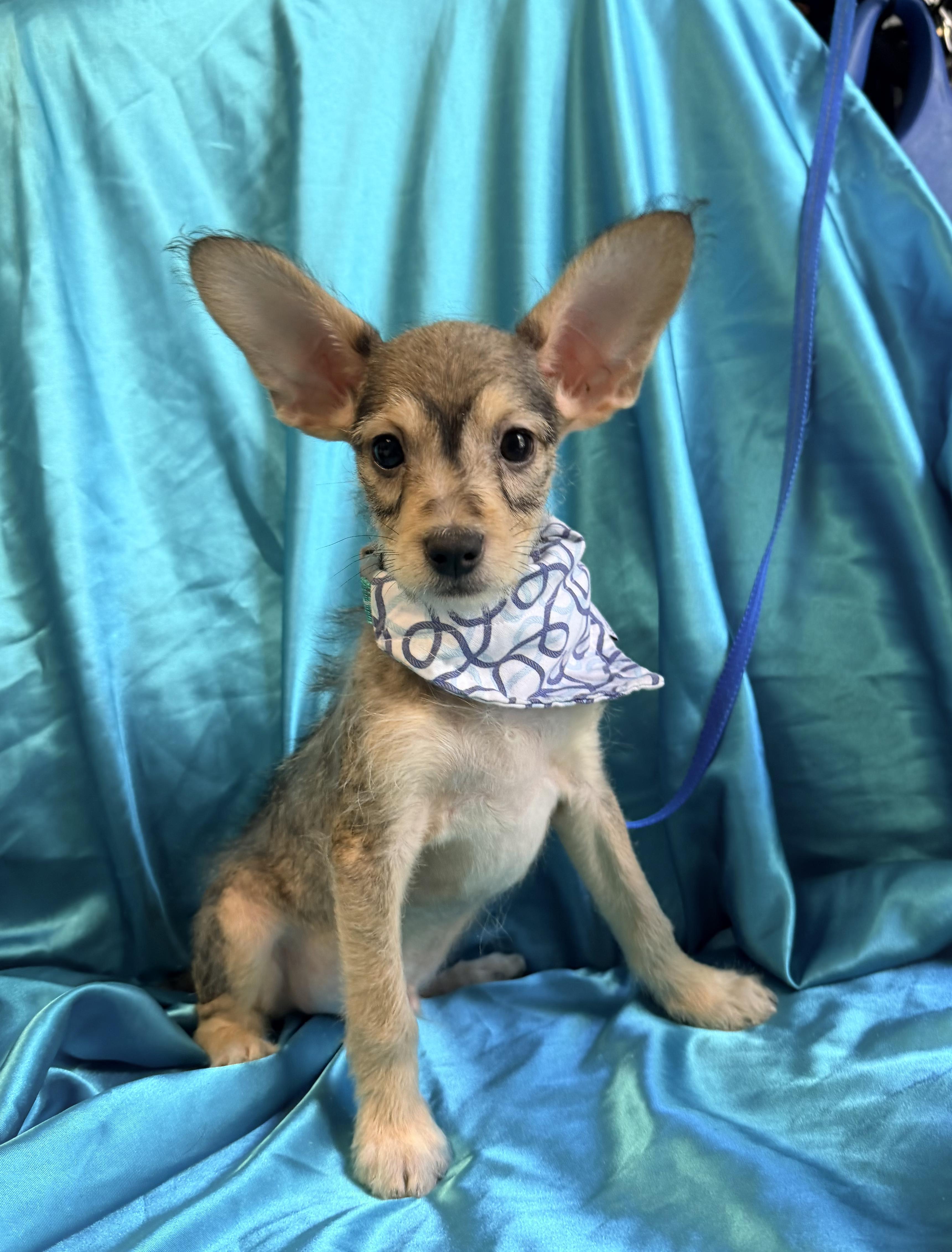 Theodore, adopted, Puppy Male Terrier & Chihuahua.