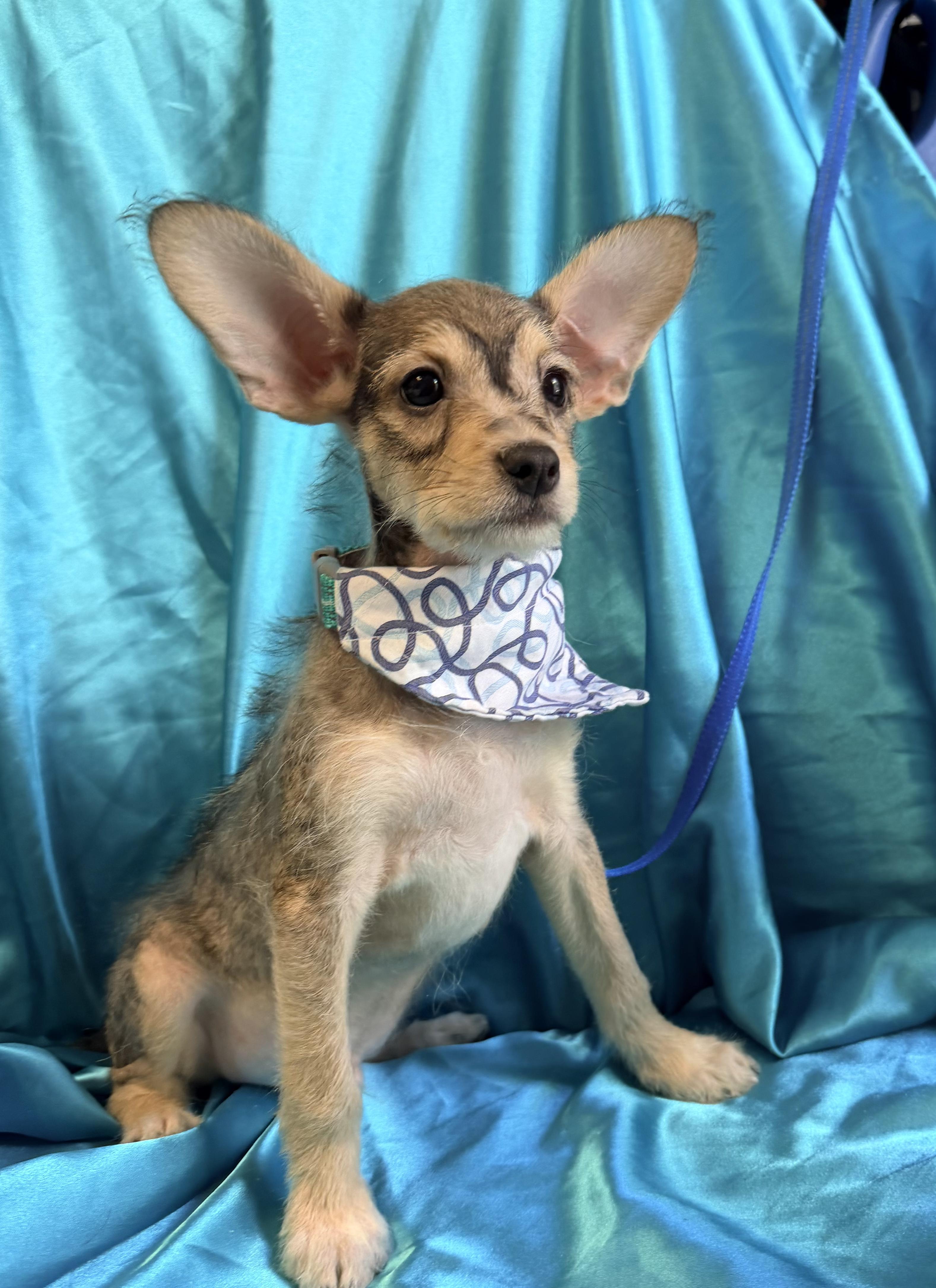 Enlarge Theodore, an adopted mixed breed in Rowland Heights, CA image 2/2