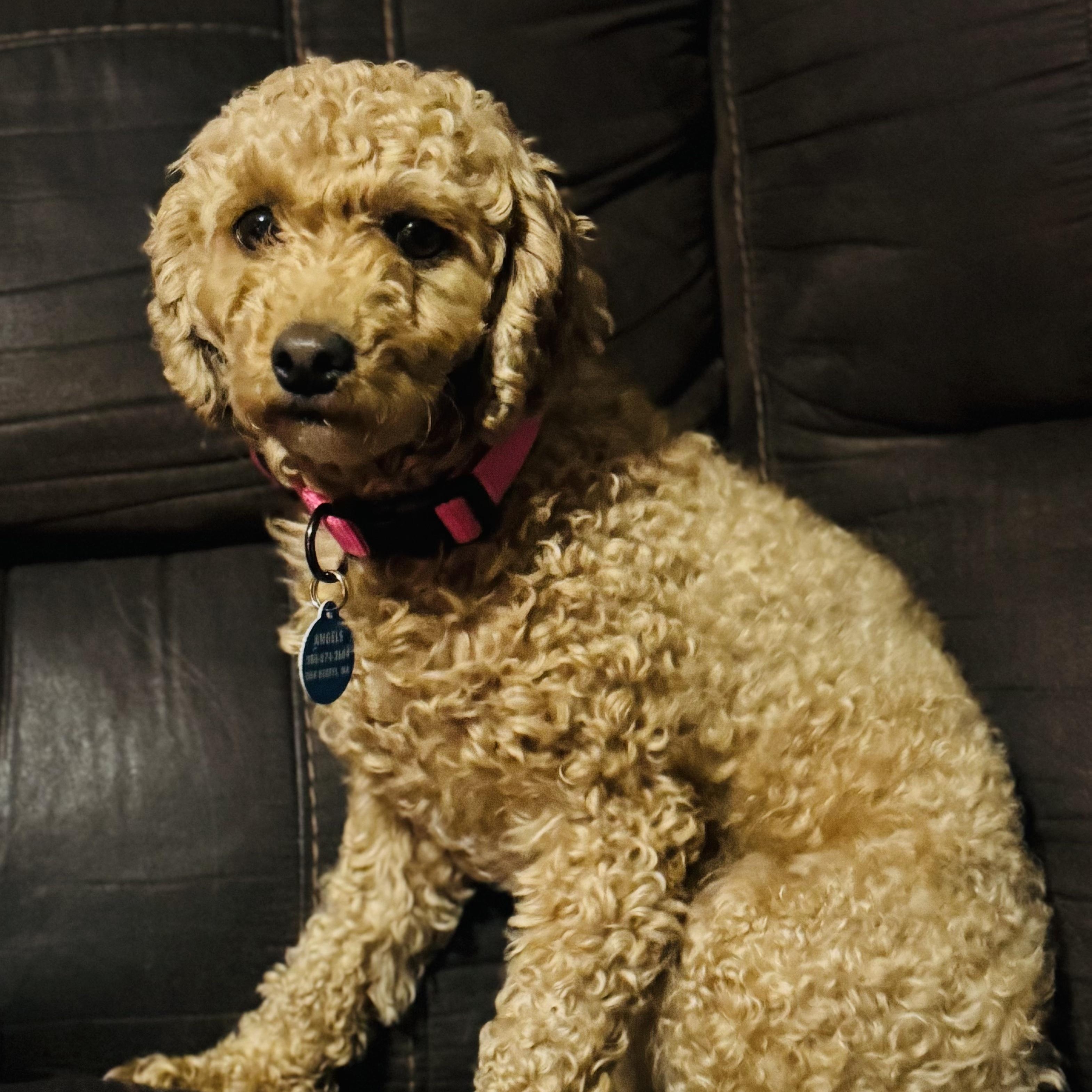 Enlarge Lila, a ADOPTABLE mixed breed in Oak Bluffs, MA image 1/1