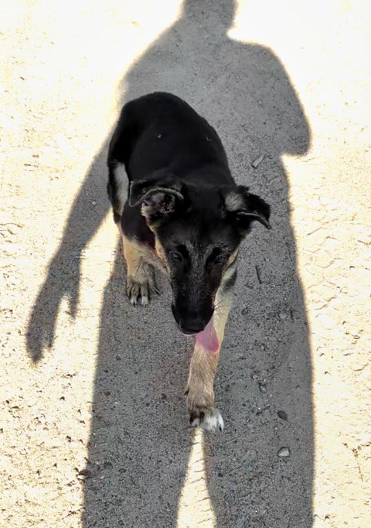 Trooper, a Adoptable German Shepherd Dog image 2/4