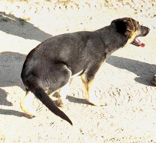 Trooper, a Adoptable German Shepherd Dog image 3/4