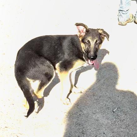 Trooper, a Adoptable German Shepherd Dog image 1/4