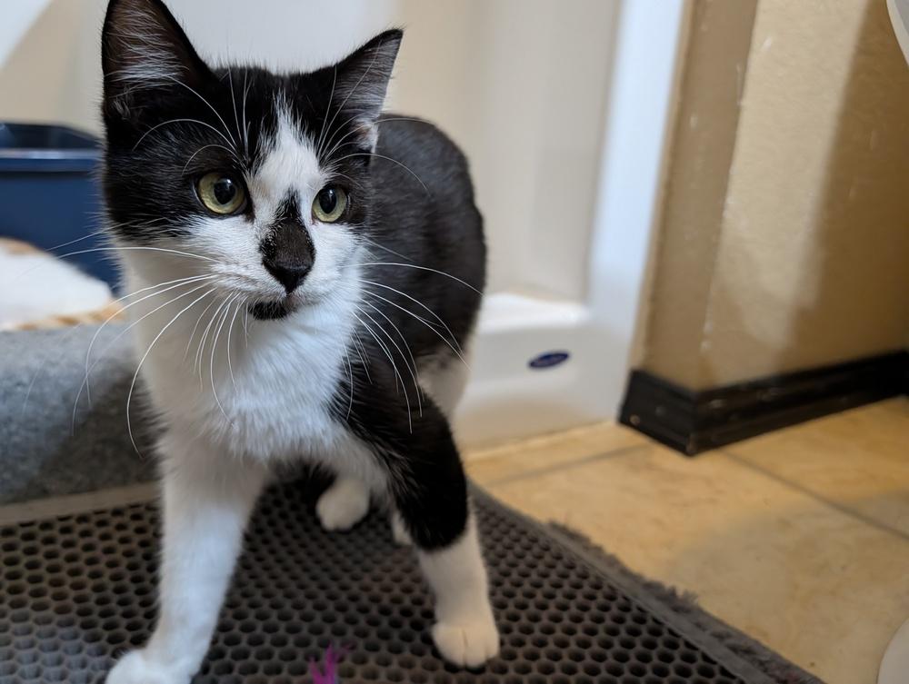 Biscotti, Adoptable, Kitten Female Domestic Short Hair.