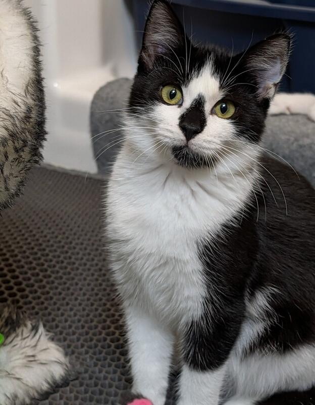 Enlarge Biscotti, a Adoptable Domestic Short Hair in Westfield, WI image 2/2