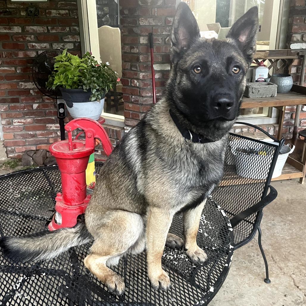 Jake, Adoptable, Young Male Belgian Shepherd / Malinois.