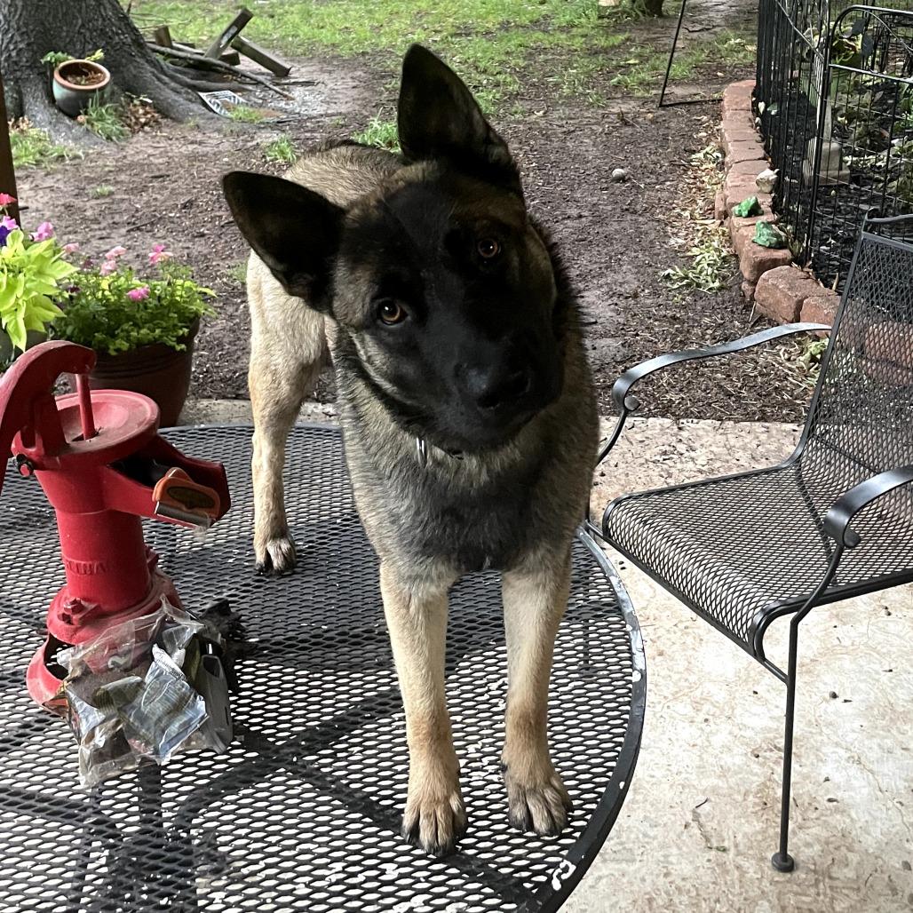 Jake, a Adoptable Belgian Shepherd / Malinois in Tulsa, OK image 2/2