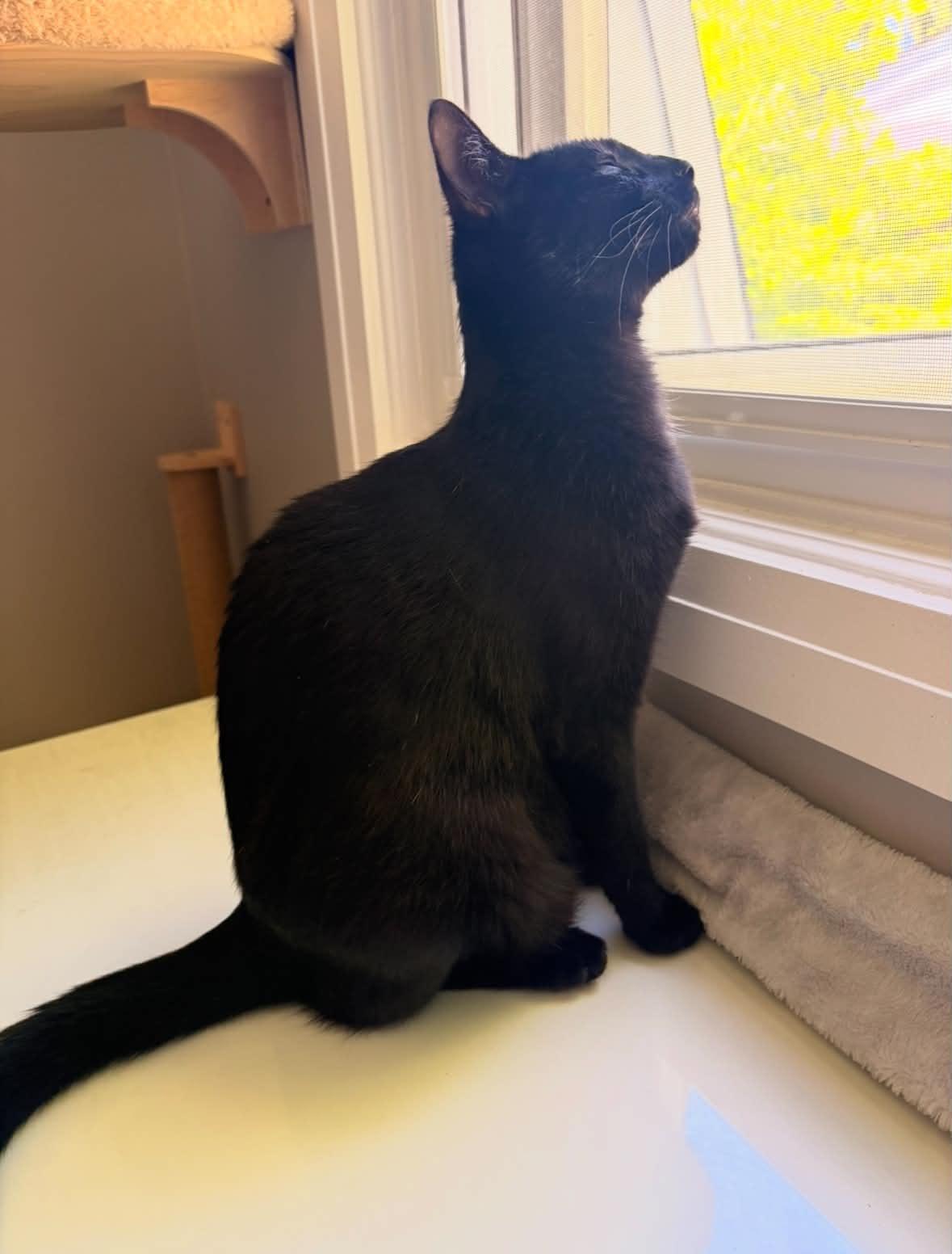 Sambuca, a ADOPTABLE Domestic Short Hair in Shakespeare, ON image 3/6