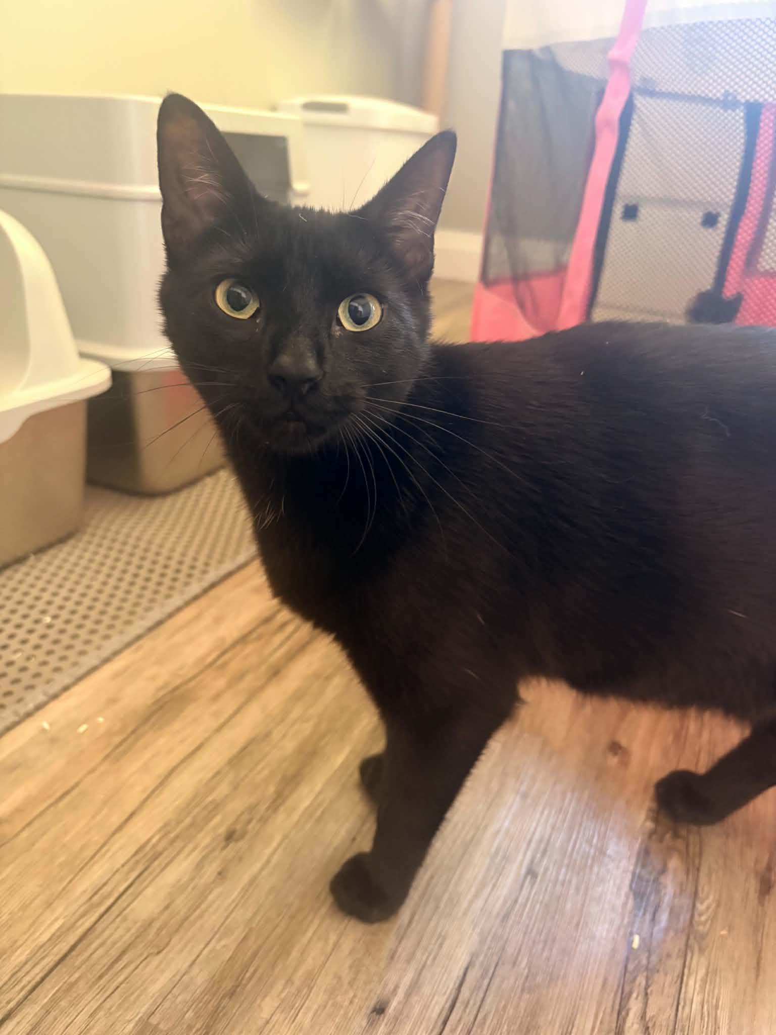 Sambuca, a ADOPTABLE Domestic Short Hair in Shakespeare, ON image 2/6